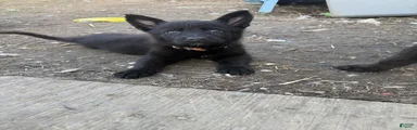 German Shepherd Puppy 2