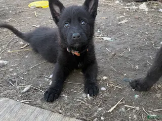 German Shepherd dogs German Shepherd Puppy 2 - Ad 33