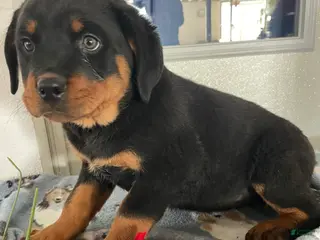 Rottweiler dogs Bella - Ad 42