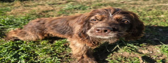 Cooper