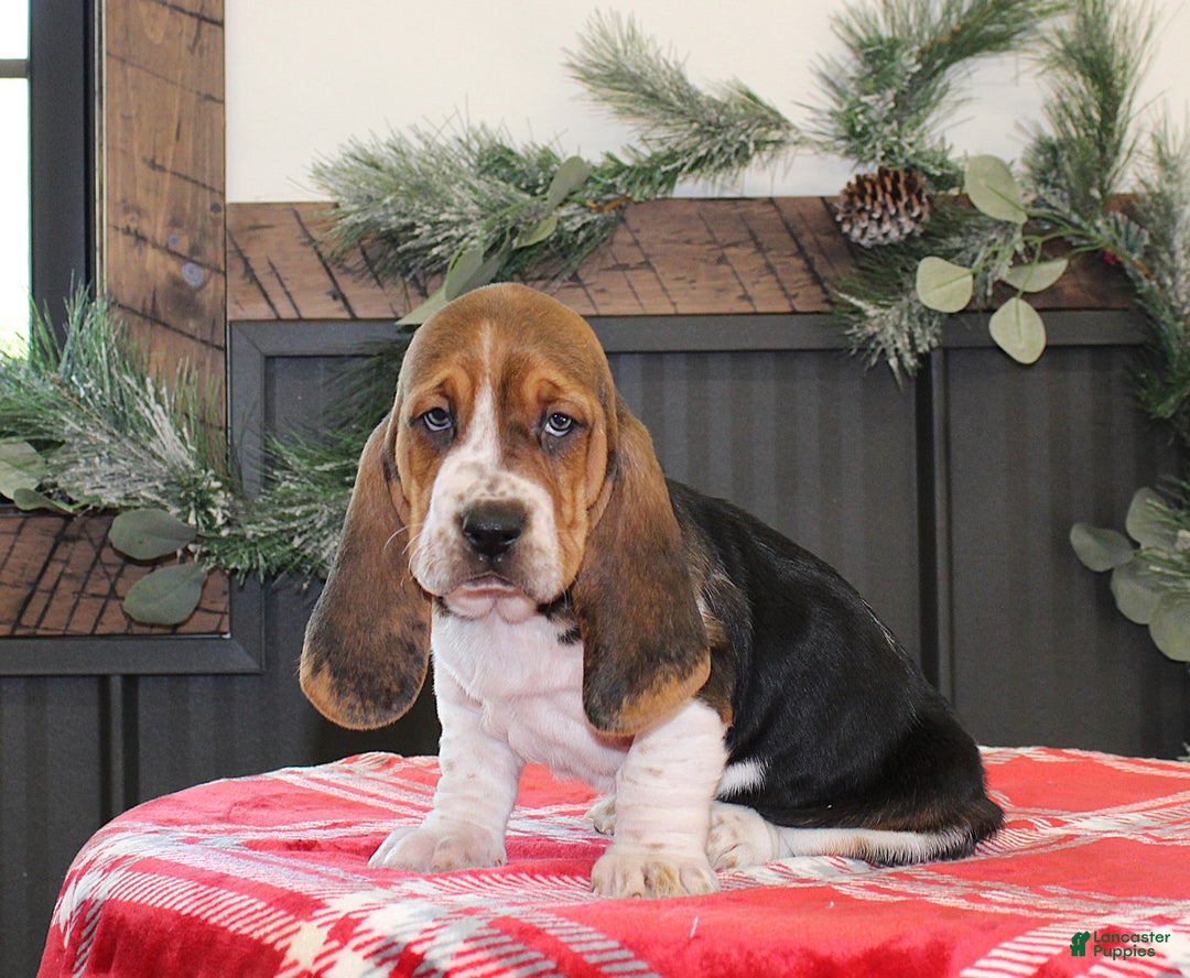 Basset Hound dogs for sale: Sophie - Ad 2