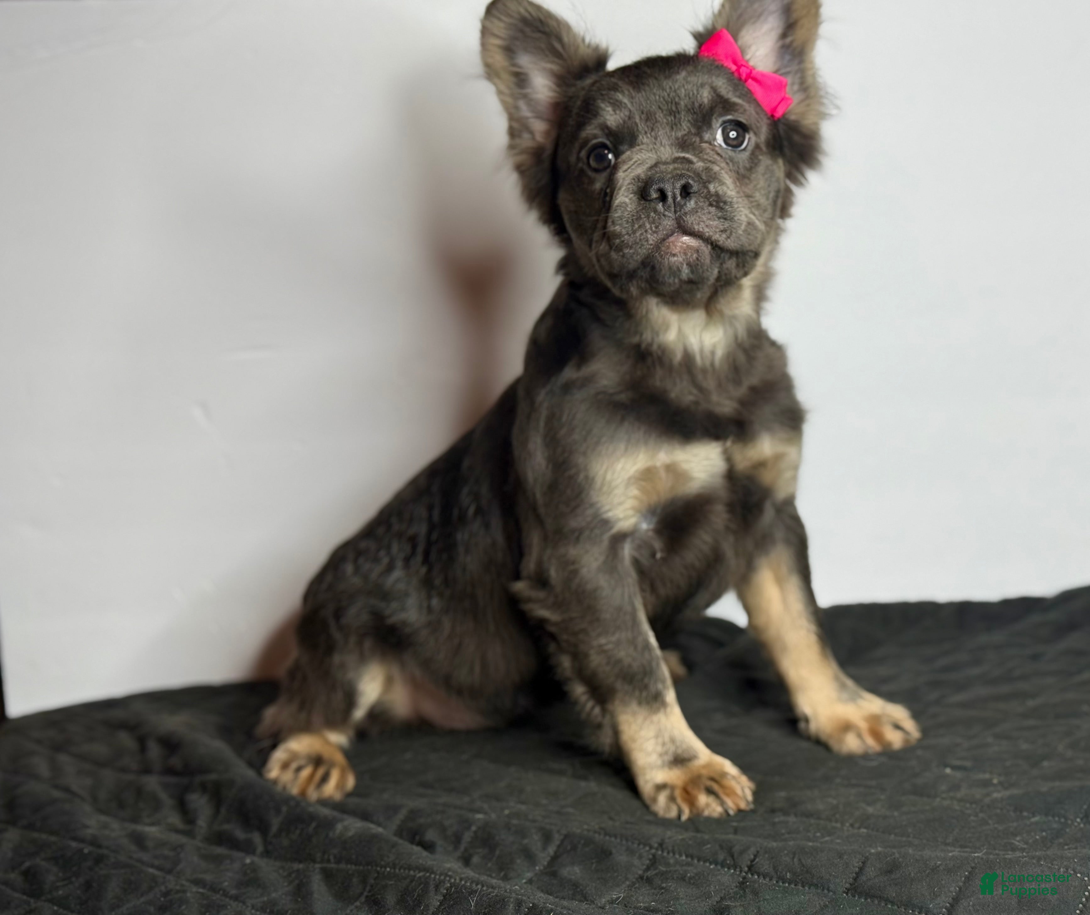 French Bulldog dogs for sale: Shadow - Ad 2