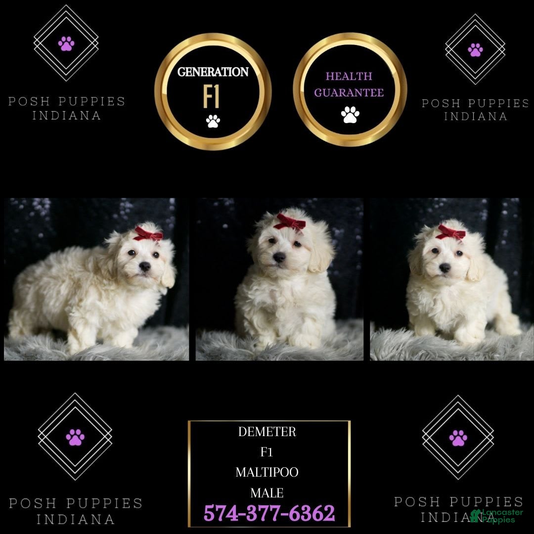 Maltipoo dogs Demeter - Ad 2