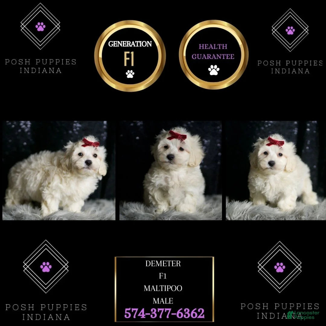 Maltipoo dogs for sale: Demeter - Ad 2