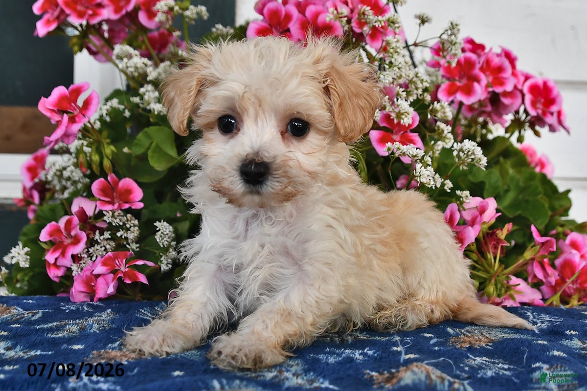 Maltipoo dogs Snickers - Ad 2