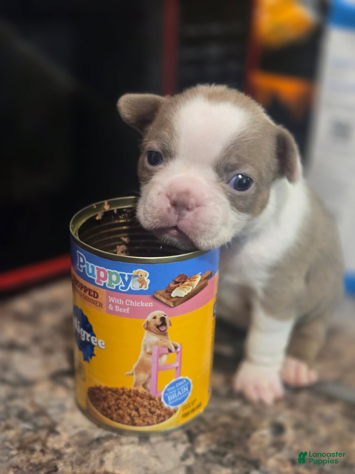 Boston Terrier dogs Dolly - Ad 2