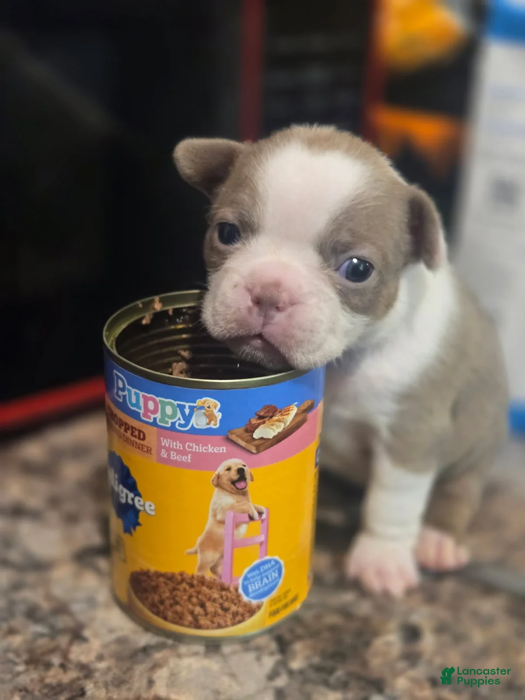 Boston Terrier dogs for sale: Dolly - Ad 2