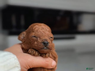 Miniature Poodle dogs Miniature Poodle Puppy 1 - Ad 32