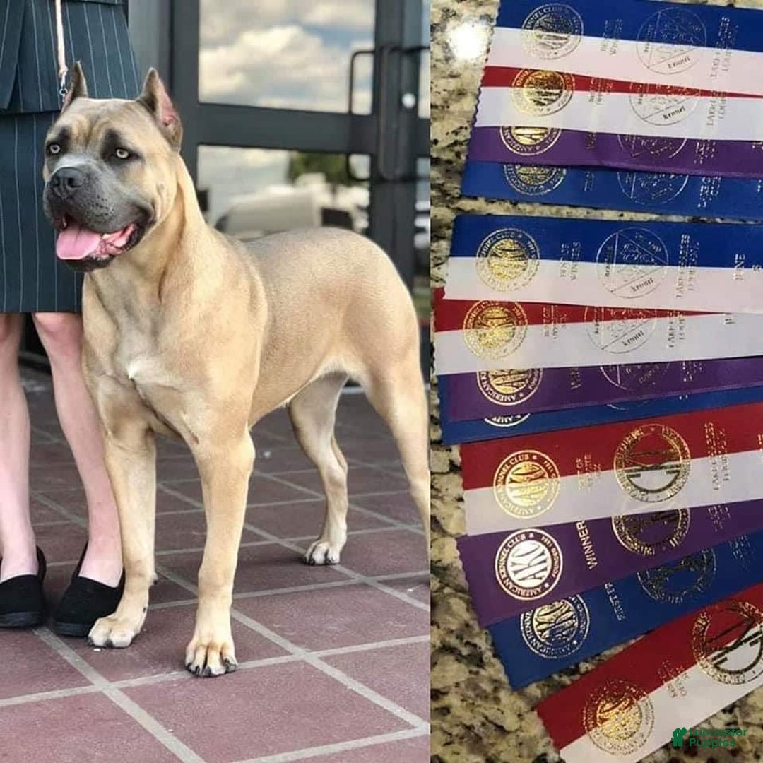 Gallery Image {{count}}