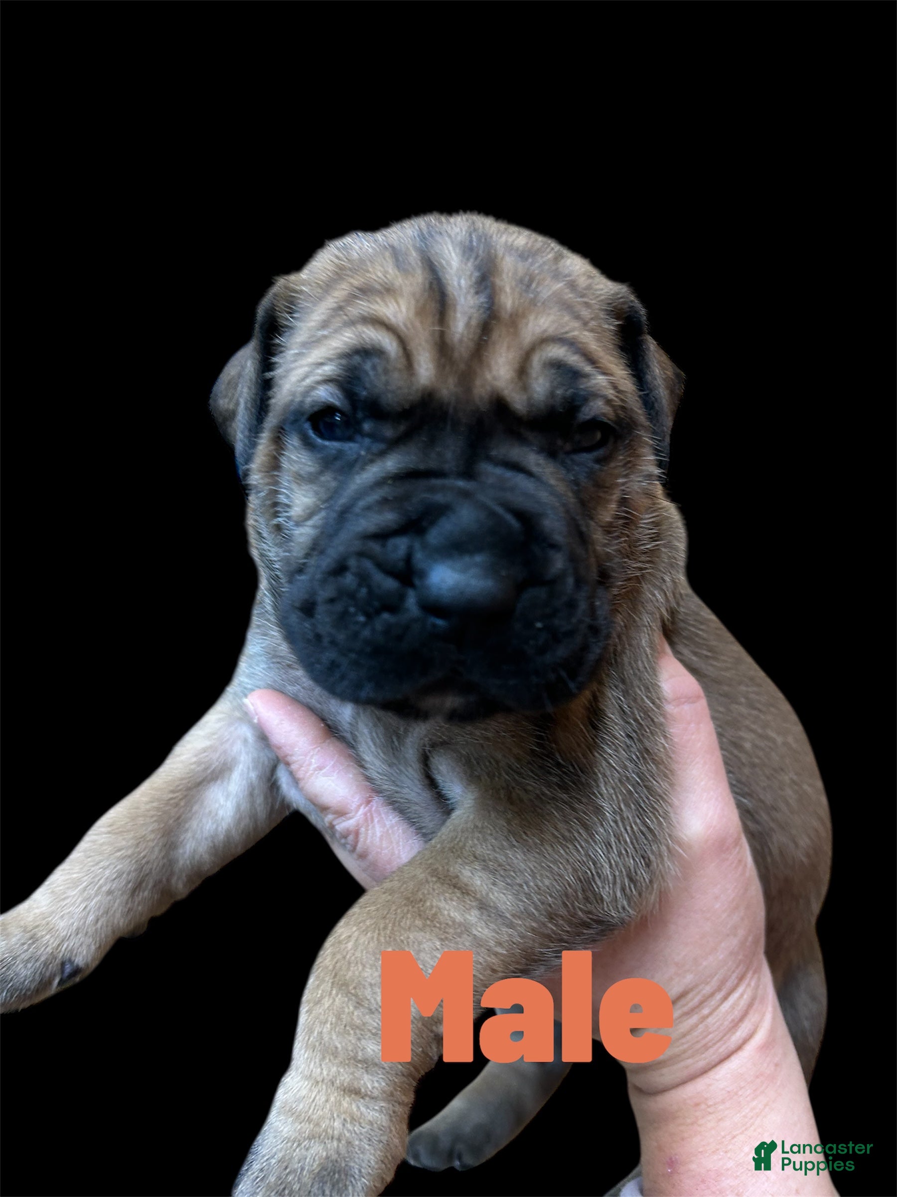 Cane Corso dogs Cane Corso Puppy 2 - Ad 18