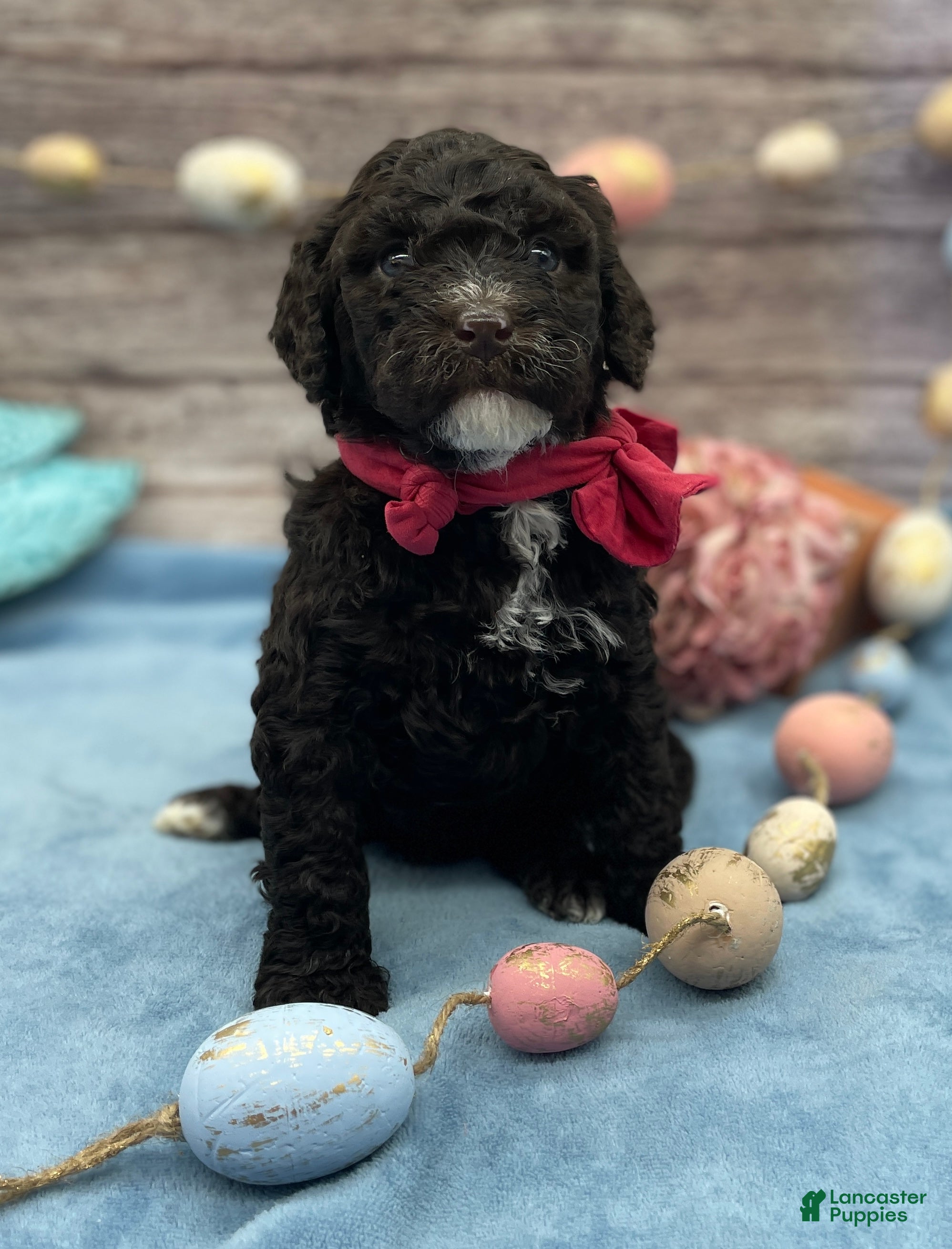 Portuguese Water Dog dogs Blossom - Ad 2