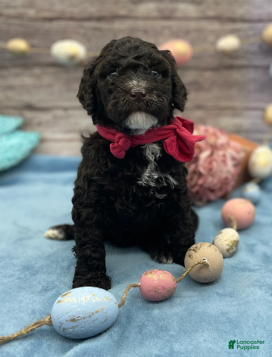 Portuguese Water Dog dogs for sale: Blossom - Ad 2