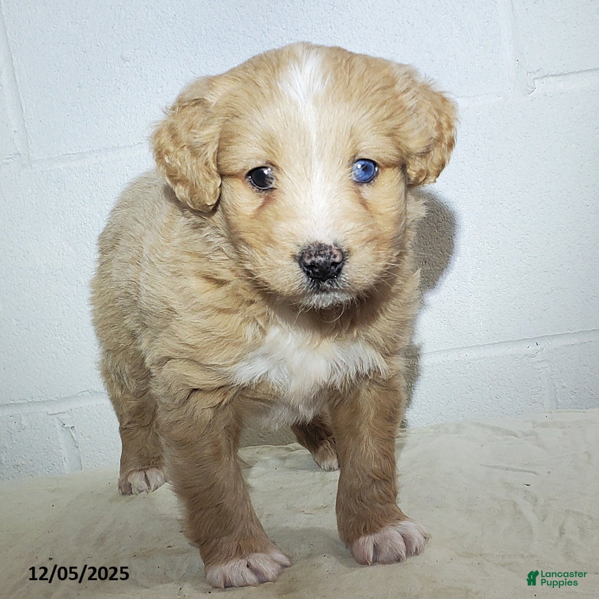 Mini Goldendoodle dogs Ariel - Ad 31