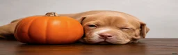 American Bully dogs for sale: American Bully 1 - Ad 2