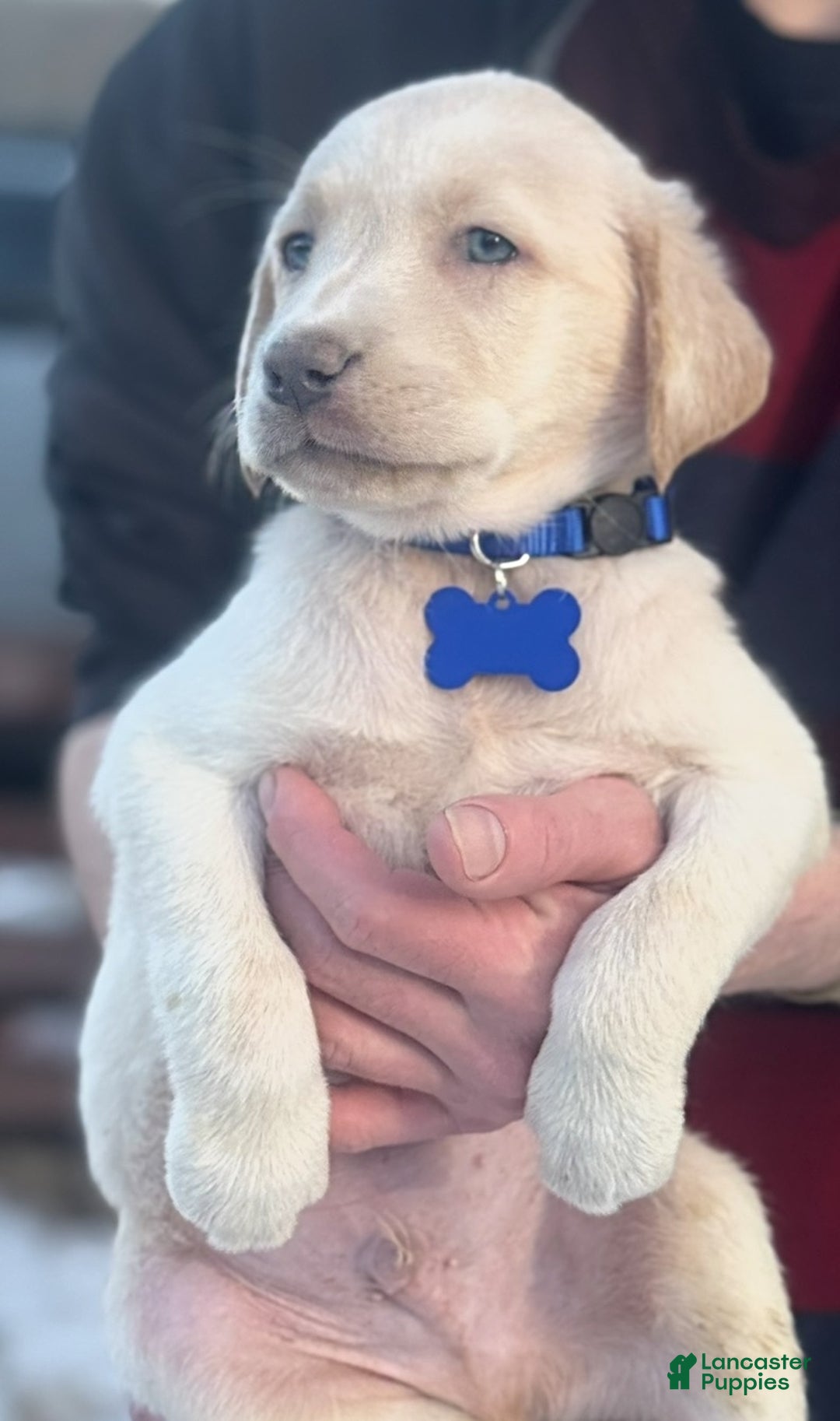 Labrador Retriever dogs for sale: Labrador Retriever Puppy 1 - Ad 15