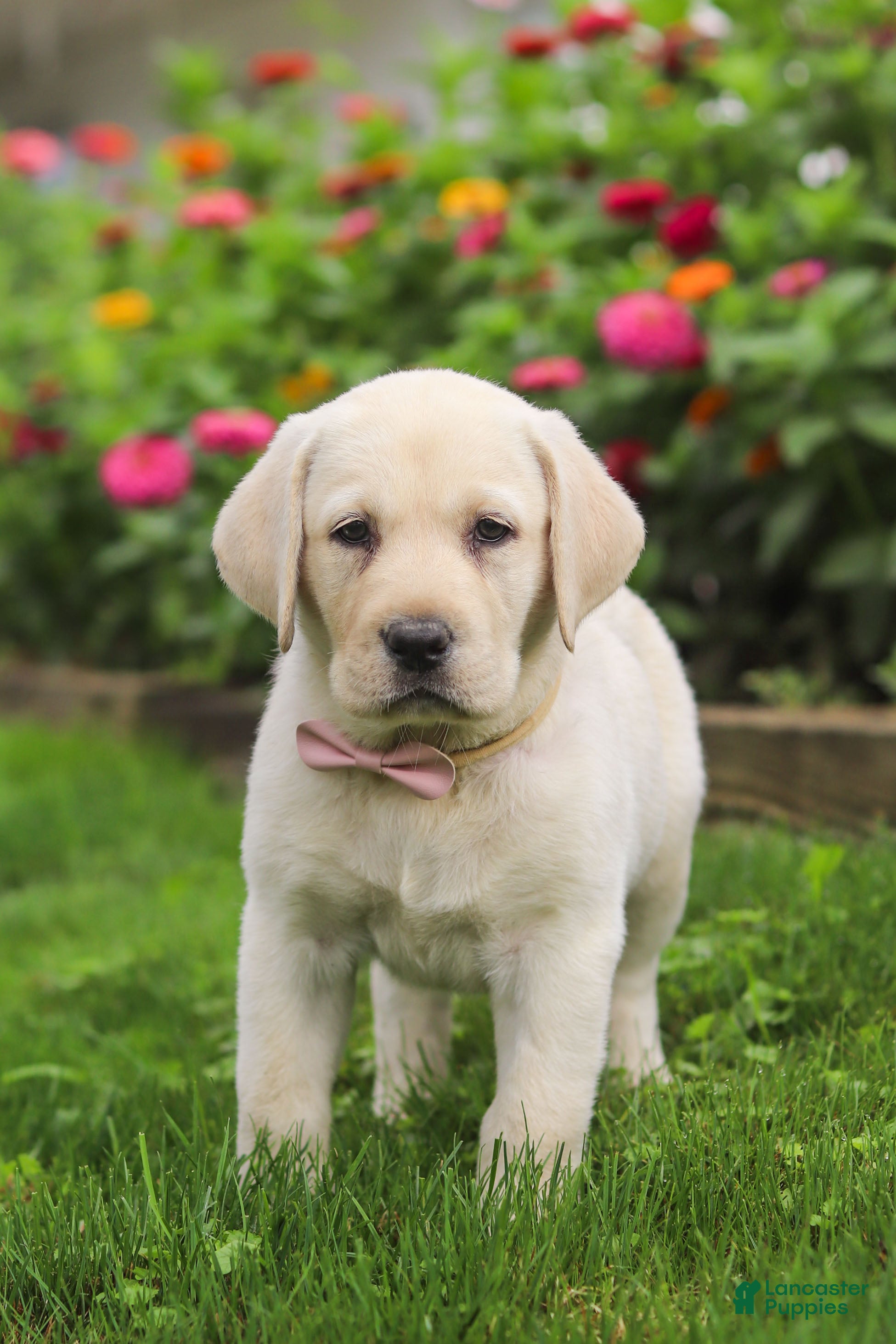 Labrador Retriever dogs for sale: Brittany - Ad 3