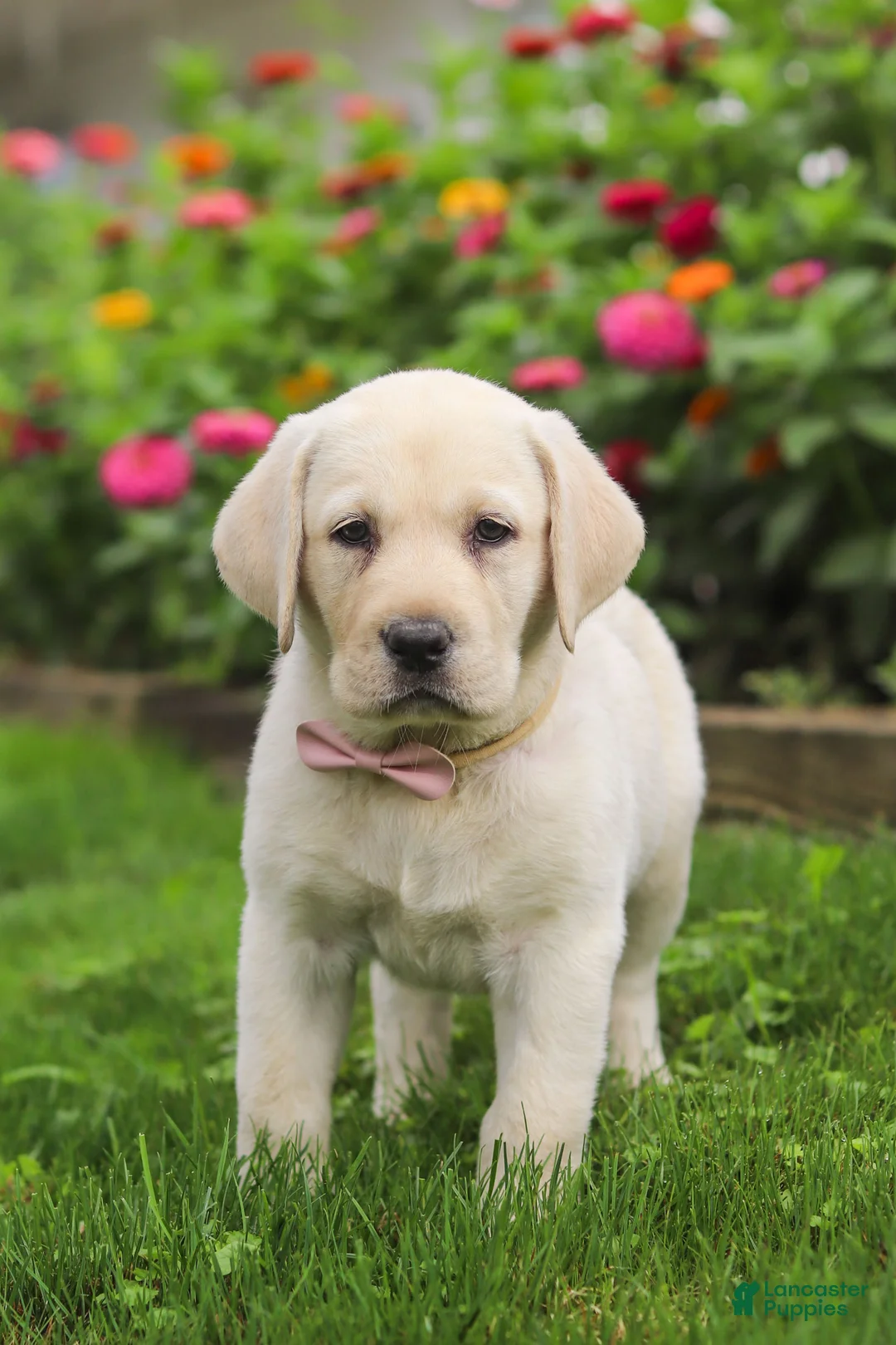 Labrador Retriever dogs for sale: Brittany - Ad 1