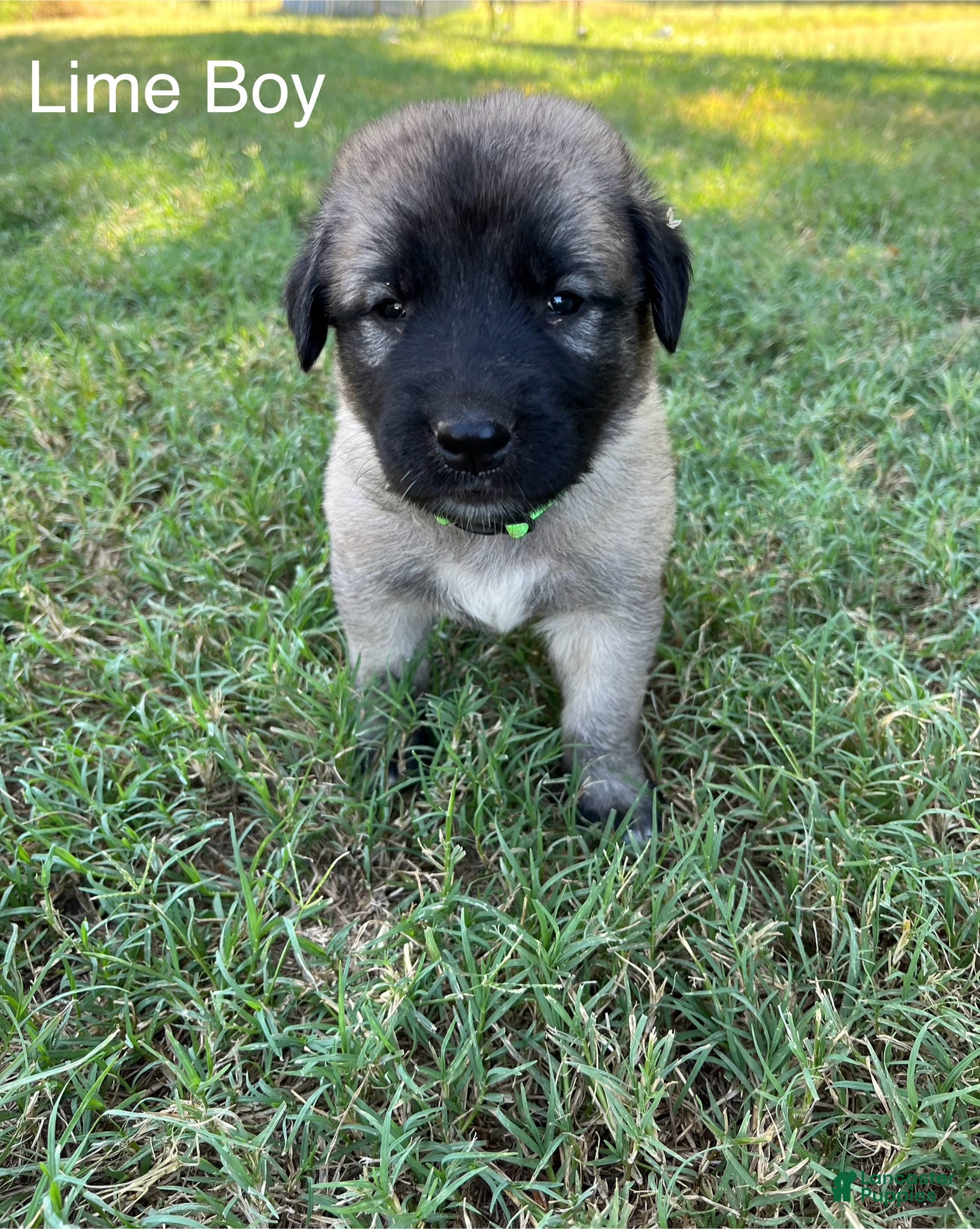 Turkish Kangal dogs Lime Boy - Ad 10