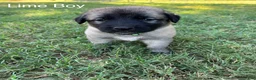 Turkish Kangal dogs for sale: Lime Boy - Ad 1