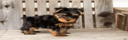 Yorkshire Terrier dogs for sale: Zackary  - Ad 5