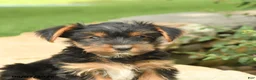 Yorkshire Terrier dogs for sale: Domino - Ad 5