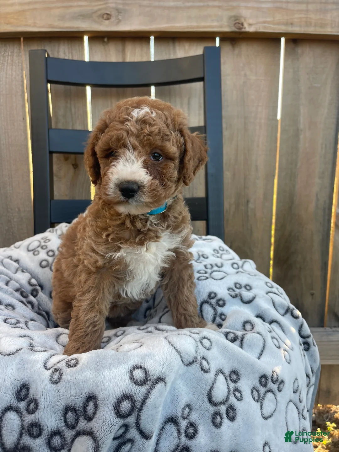 Mini Goldendoodle dogs for sale: Bryan (mini goldendoodle) - Ad 9