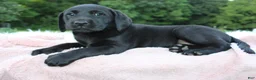 Labrador Retriever dogs for sale: Sally - Ad 7