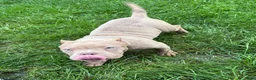 American Bully dogs for sale: American Bully 1 - Ad 3