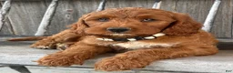 Irish Doodle dogs for sale: Juniper - Ad 16