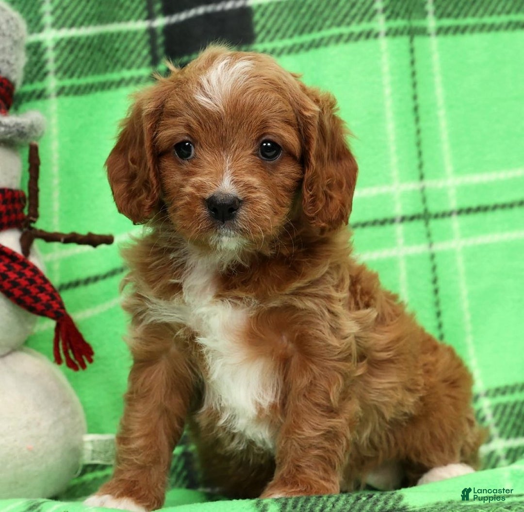 Cavapoo dogs for sale: Holly - Ad 9