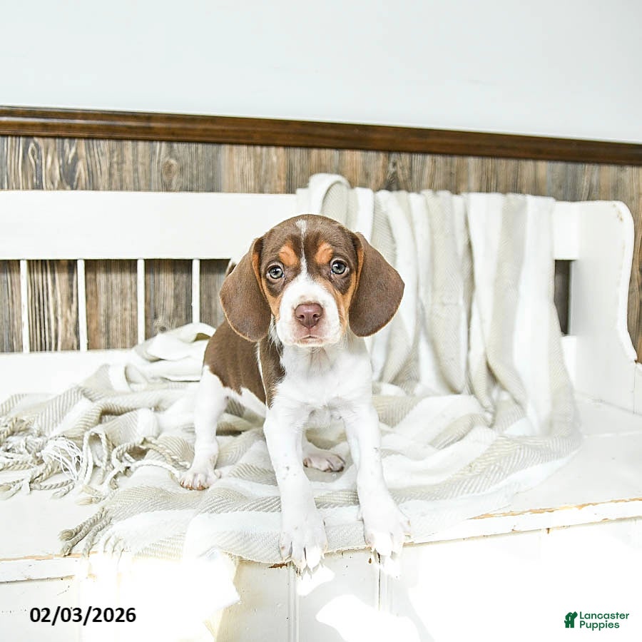 Beagle dogs Coffee - Ad 2