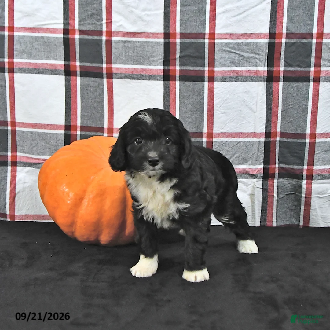 Mini Aussiedoodle dogs for sale: Dusty - Ad 2