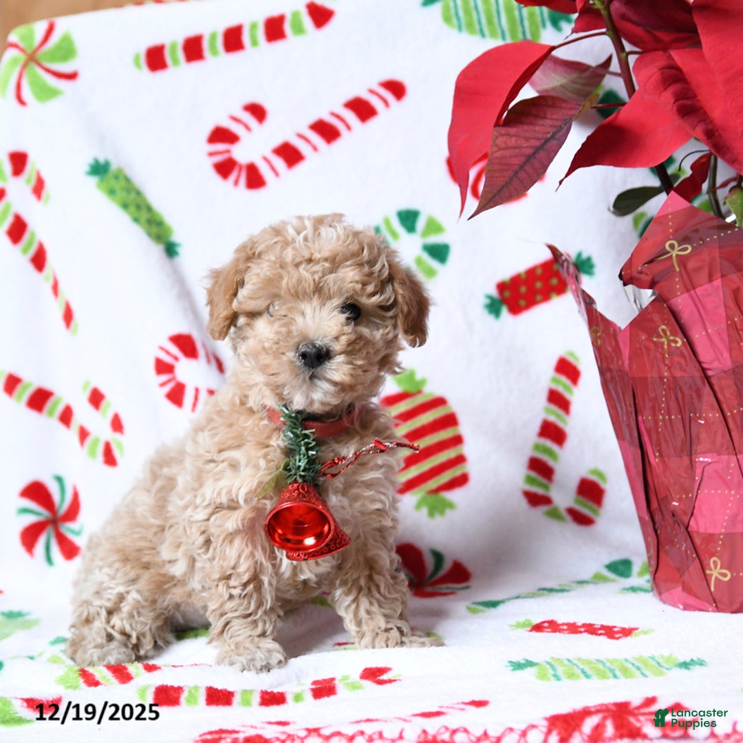 Maltipoo dogs for sale: Snuggles - Ad 2