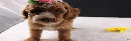 Mini Goldendoodle dogs for sale: Mini Goldendoodle 5 - Ad 11