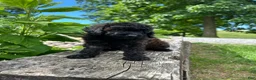 Mini Goldendoodle dogs for sale: Ginger - Ad 4