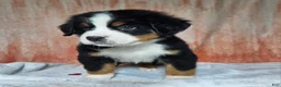 Bernese Mountain Dog dogs for sale: Cooper - Ad 5