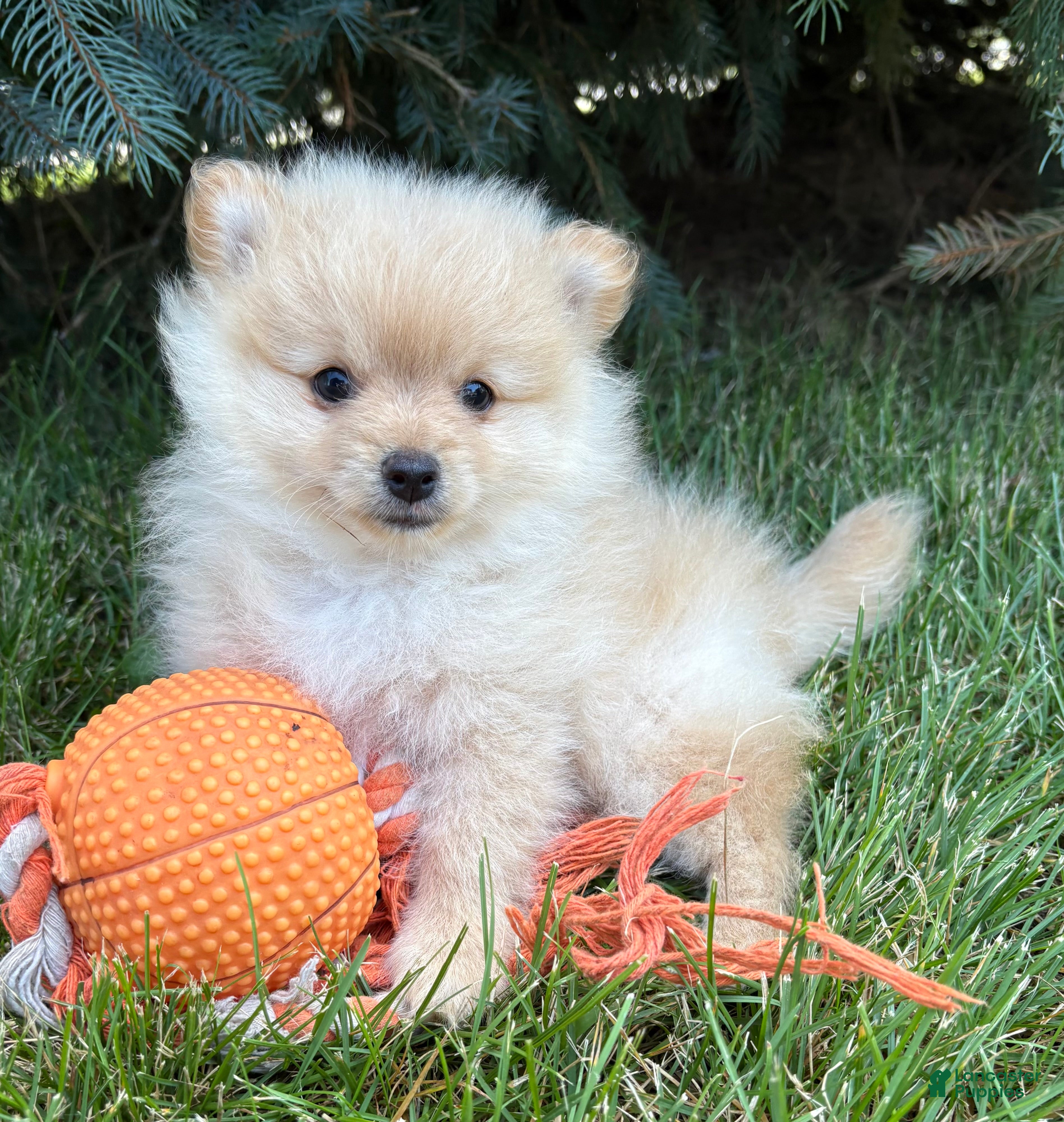 Pomeranian dogs Milo - Ad 1