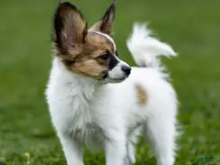 Papillon dogs Royal - Ad 4