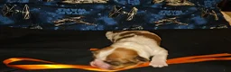 Mixed Breed dogs for sale: Paw-Dmé Amidala  - Ad 6