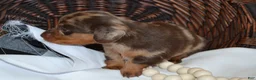 Dachshund dogs for sale: Sage - Ad 5