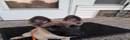 Mixed Breed dogs for sale: Fluffy - Ad 4