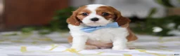 Cavalier King Charles Spaniel dogs for sale: Milo - Ad 3