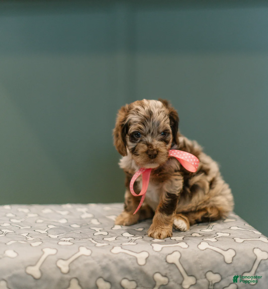 Cockapoo dogs for sale: Jubilee  - Ad 3