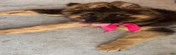 German Shepherd dogs for sale: German Shepherd 1 - Ad 2