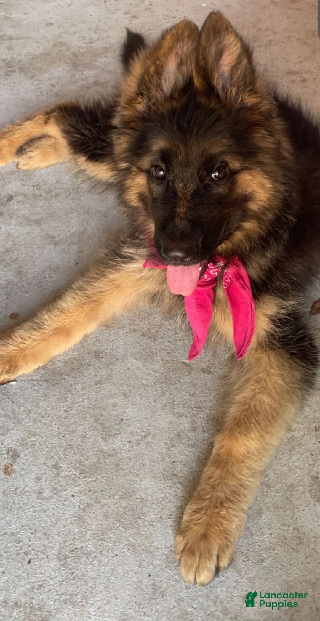 German Shepherd dogs for sale: German Shepherd 1 - Ad 2