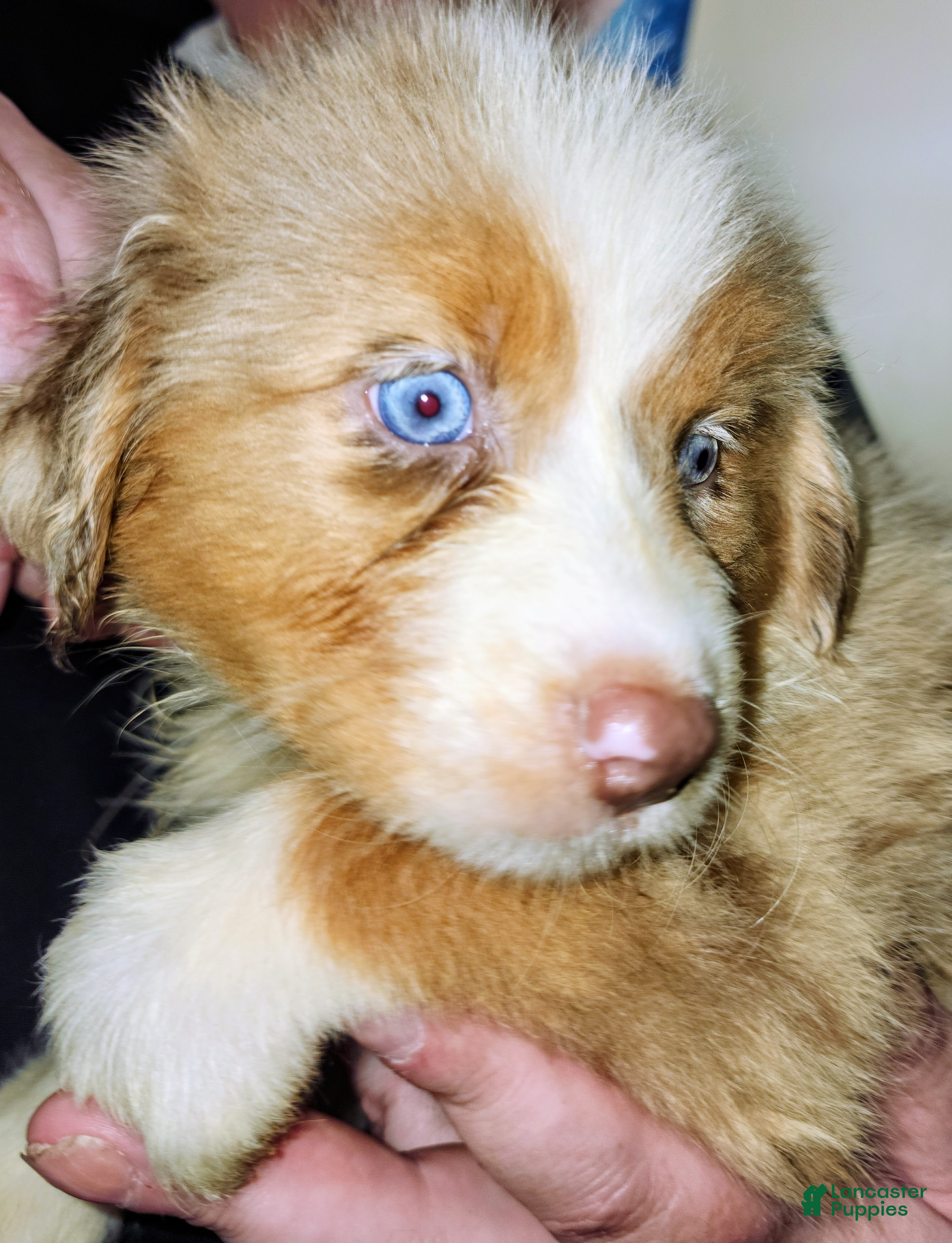 Australian Shepherd dogs 1 Chrissy - Ad 2
