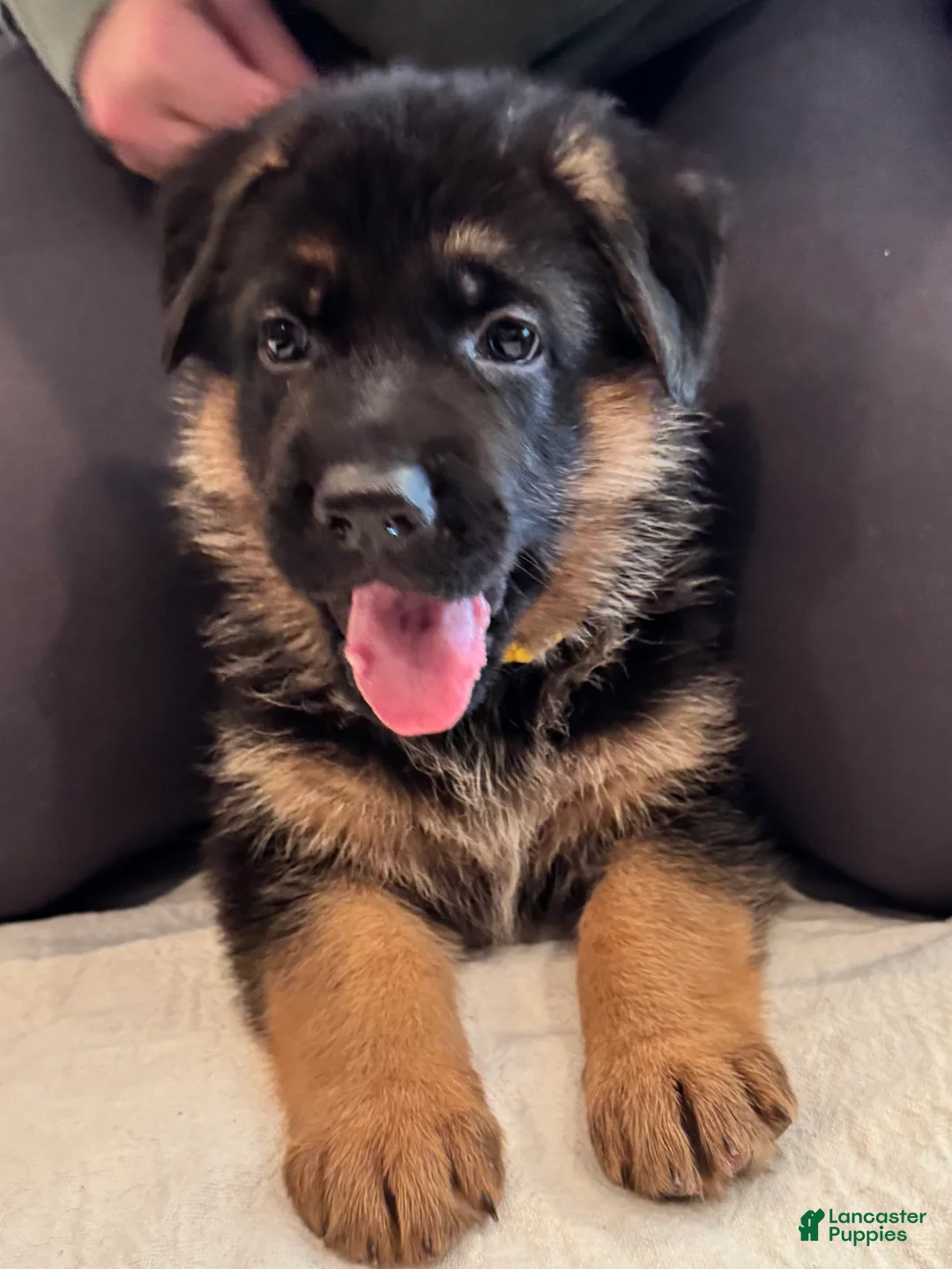 German Shepherd dogs for sale: German Shepherd Puppy 2 - Ad 3