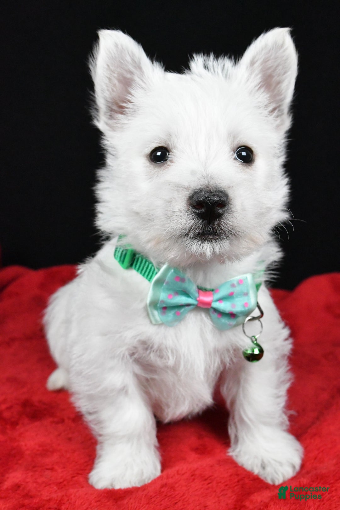West Highland Terrier dogs for sale: Eclare - Ad 6