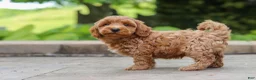 Maltipoo dogs for sale: Ranger - Ad 3