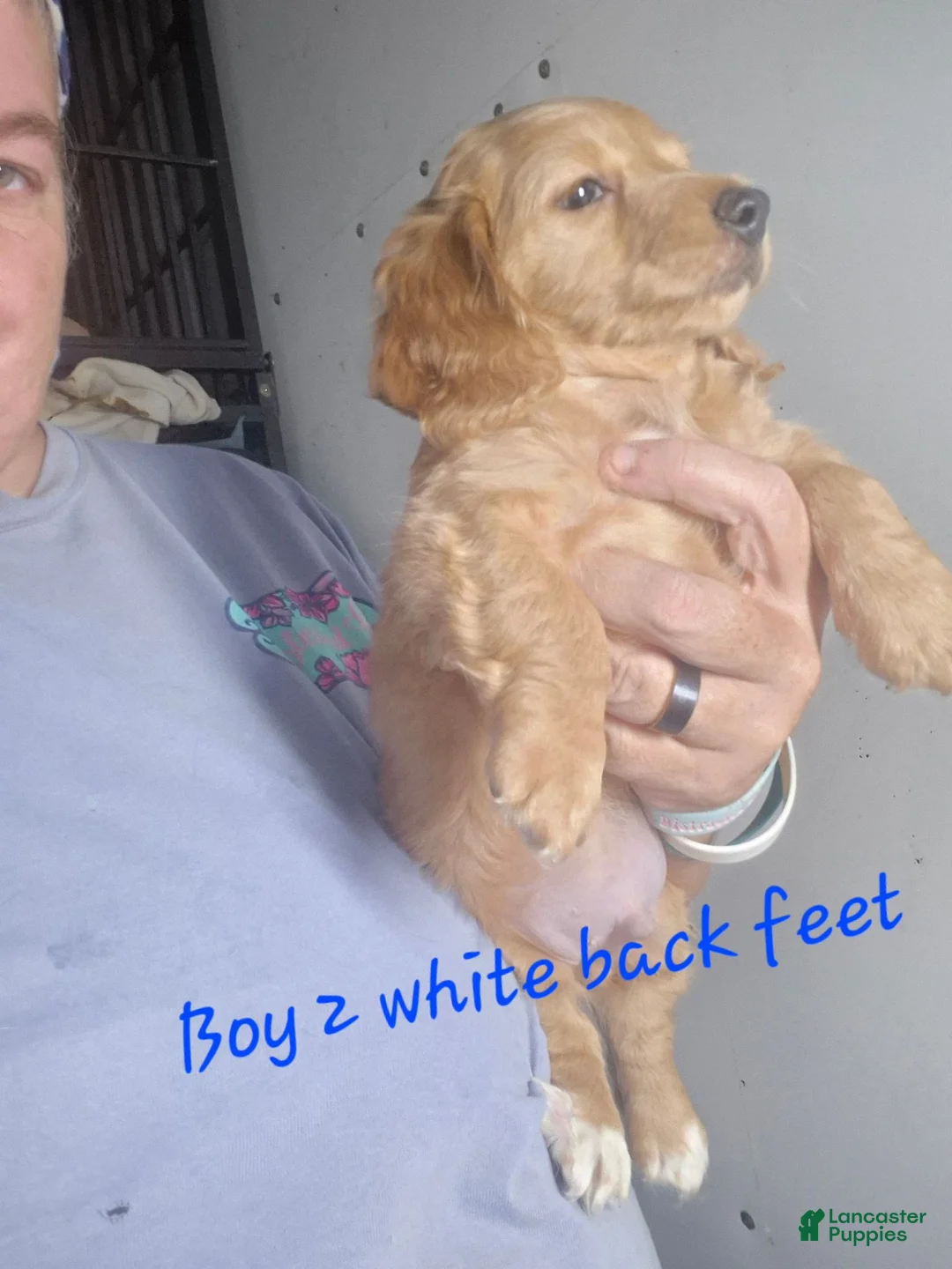 Miniature Dachshund dogs for sale: Miniature Dachshund 1 - Ad 1